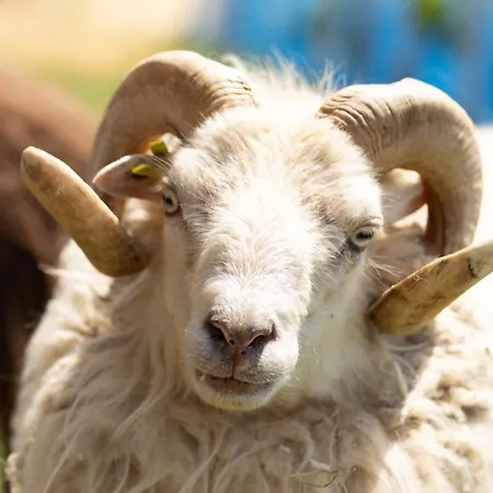 Roland House With Pool & Winery Апартаменты *