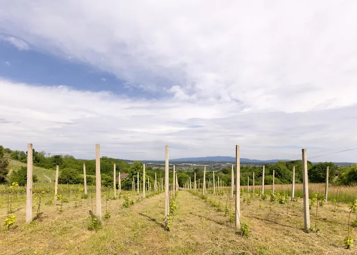 Roland House With Pool & Winery Apartment *