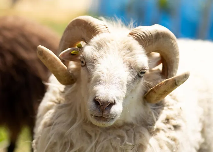 Roland House With Pool & Winery Daire *